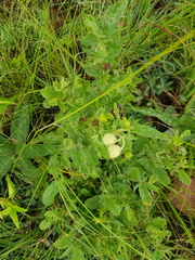 Hermannia grandistipula