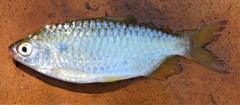 Brycinus imberi