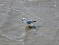 Chroicocephalus ridibundus