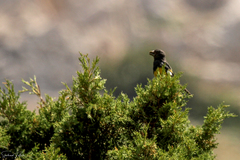 Mycerobas carnipes