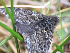 Aponotoreas orphnaea