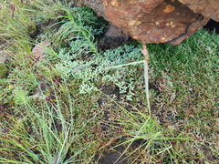 Mossia intervallaris