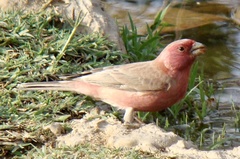 Carpodacus synoicus