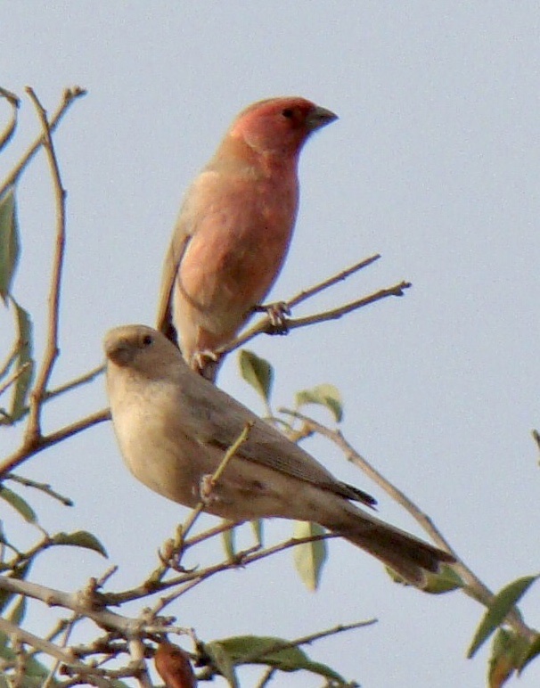 Sinai Rosefinch