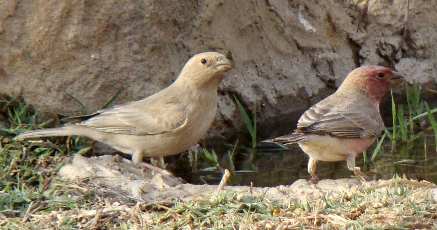 Sinai Rosefinch