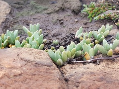 Mossia intervallaris