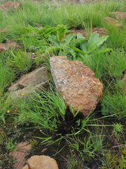 Eucomis autumnalis clavata