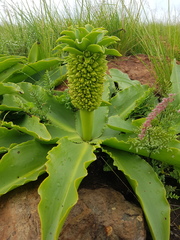 Eucomis autumnalis clavata