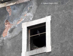 Columba livia domestica