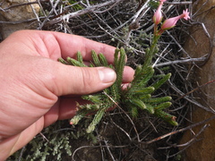 Erica junonia