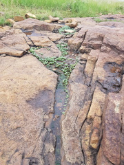 Mossia intervallaris