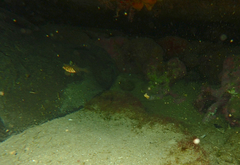 Vincentia conspersa
