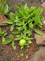 Vangueria pygmaea