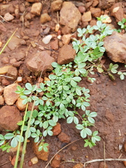 Listia heterophylla