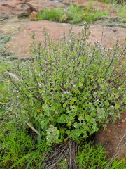 Aeollanthus buchnerianus