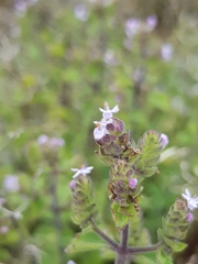 Aeollanthus buchnerianus