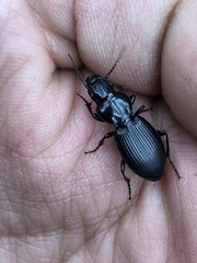 Cyclotrachelus whitcombi