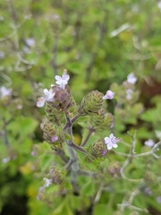 Aeollanthus buchnerianus