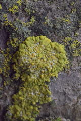 Variospora flavescens