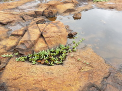 Mossia intervallaris