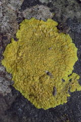 Variospora flavescens