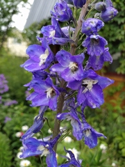 Delphinium elatum elatum