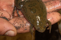 Xenopus