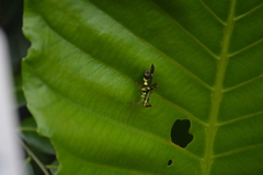 Erianthus versicolor