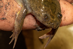 Xenopus