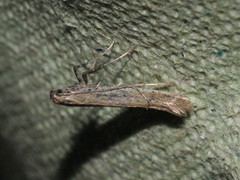 Aspilapteryx tringipennella