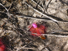 Drosera acaulis