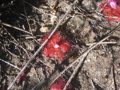 Drosera acaulis