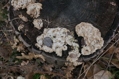 Auricularia mesenterica