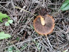 Agaricus trisulphuratus