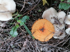 Agaricus trisulphuratus