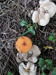 Agaricus trisulphuratus