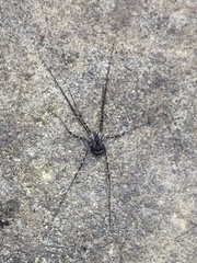 Leiobunum ventricosum