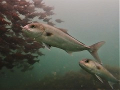 Seriola hippos