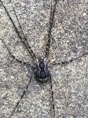 Leiobunum ventricosum