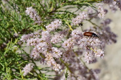 Tamarix tetrandra