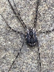 Leiobunum ventricosum