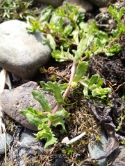 Centipeda aotearoana