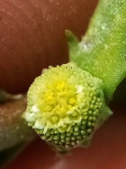 Centipeda aotearoana