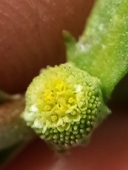 Centipeda aotearoana