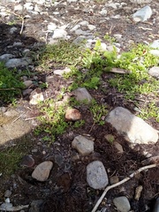 Centipeda aotearoana