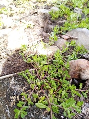 Centipeda aotearoana