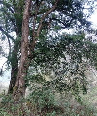 Ulmus lanceifolia