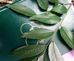 Ulmus lanceifolia
