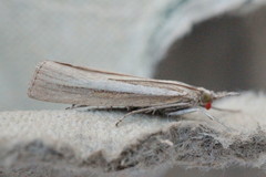 Agriphila selasella
