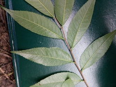 Ulmus lanceifolia